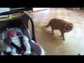 cat meets baby first time