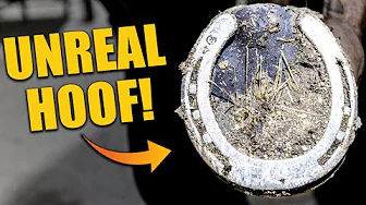 Unreal Hoof Transformation | Farrier’s Tough Job