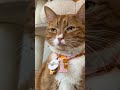 April's Cat of the Month is...