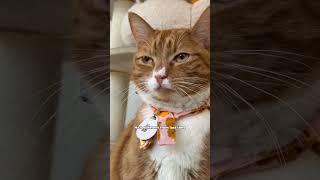 April's Cat of the Month is...
