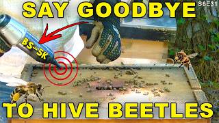 Hive Beetle Invasion | More summer pests in the beehive