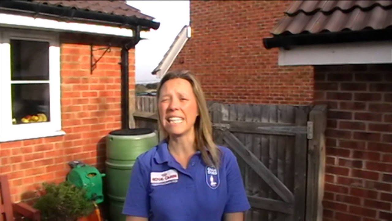 Teaching a dog the sit command