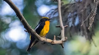 The call of the Narcissus Flycatcher in Japan