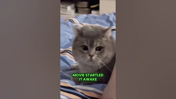 Watch the video about Sleepy Cat Gets a Shock! #shorts #youtubeshorts #cat