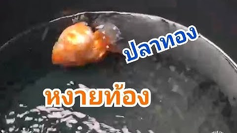 รักษาปลาทองหงายท้อง  @ บ้านปลาทอง อ่างศิลา