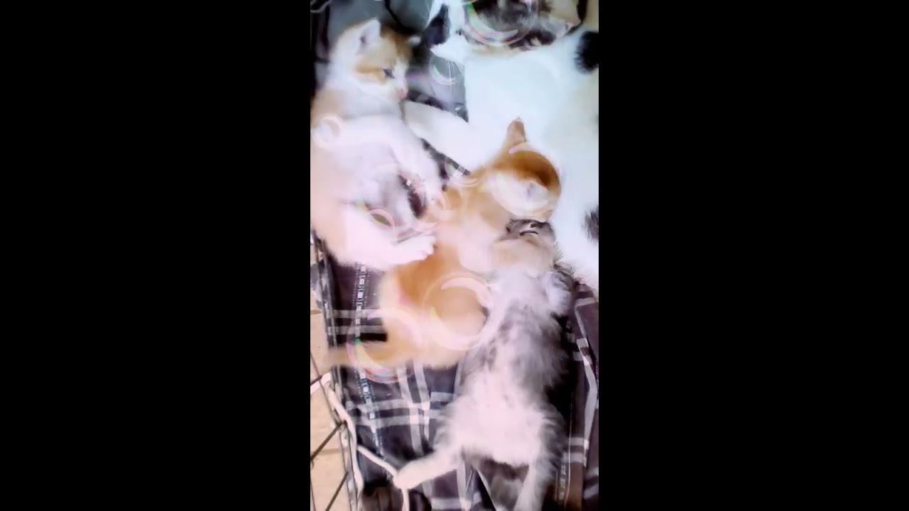 Kucing-kucing comel 