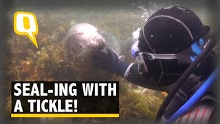 Meet This Friendly Seal Who Likes To Be Tickled And Pampered