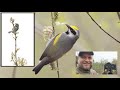 Wildlife Photography -- Photographing the Golden-winged Warbler in Northwest Wisconsin!