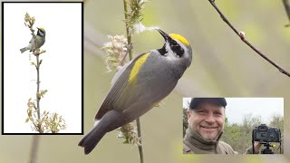 Wildlife Photography -- Photographing the Golden-winged Warbler in Northwest Wisconsin!