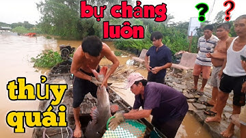 Cá Lăng Khủng Sông Mê Kông Bị Thu Phục #66TV #sănbắtđồngtháp #mekongriverfish
