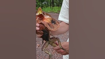I Caught this Crazy Lizard #shorts #australia #animals