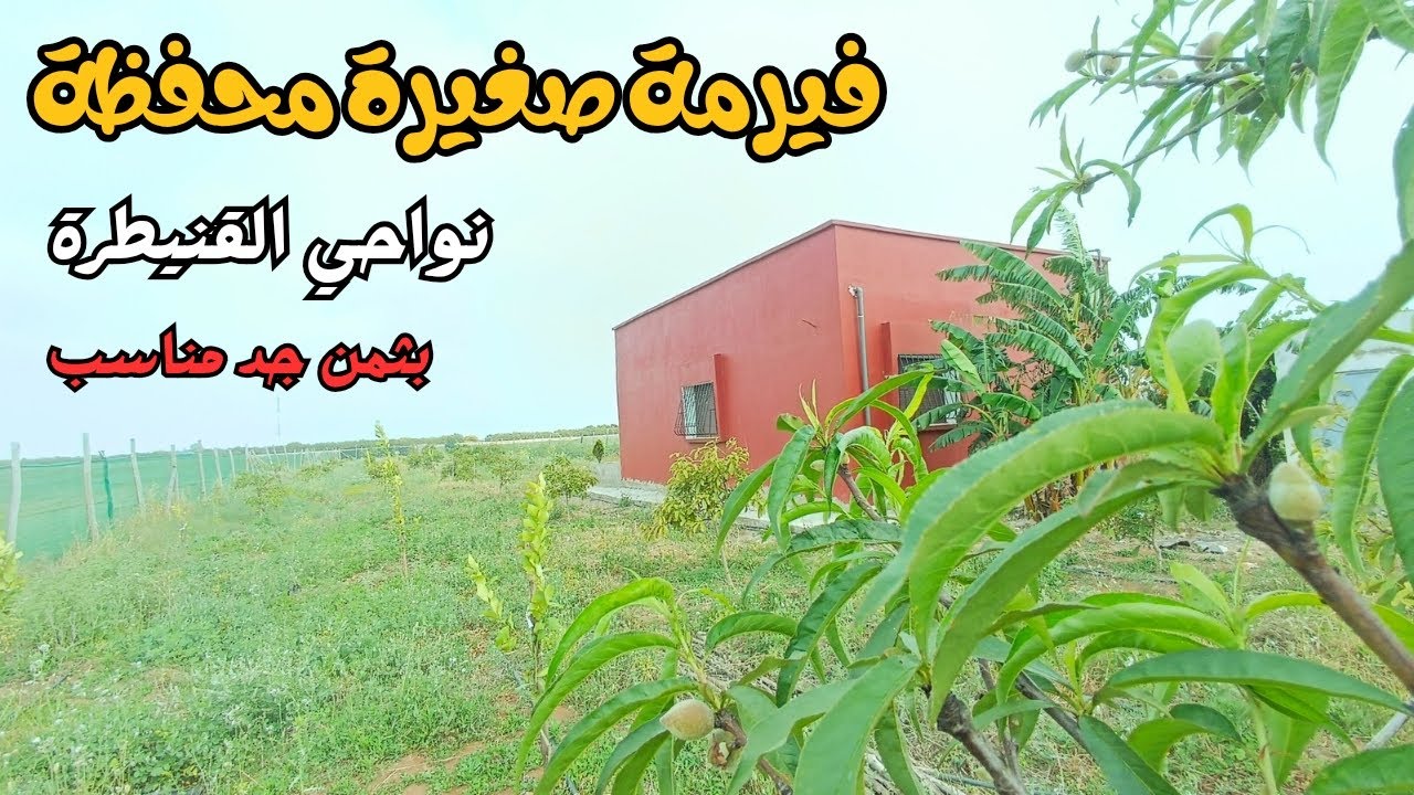 الفيرمة الوحيدة لي محفظة بنواحي القنيطرة بثمن جد محفز