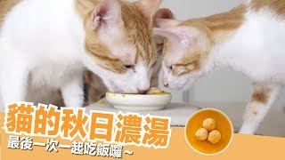 最後一次全貓福吃飯囉大家都愛的秋日濃湯【貓副食食譜】好味貓廚房EP117