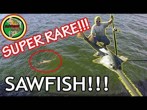 Juno Pier Snook Fishing (RARE SAWFSH CAUGHT!!!)