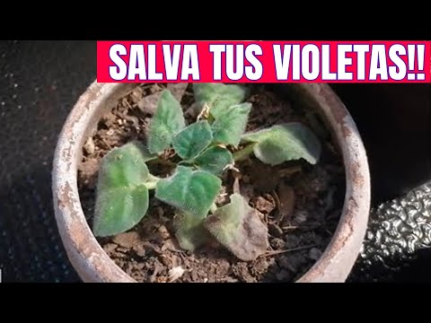 Vídeo: Poda de la violeta africana: si heu de retallar una planta de violeta africana