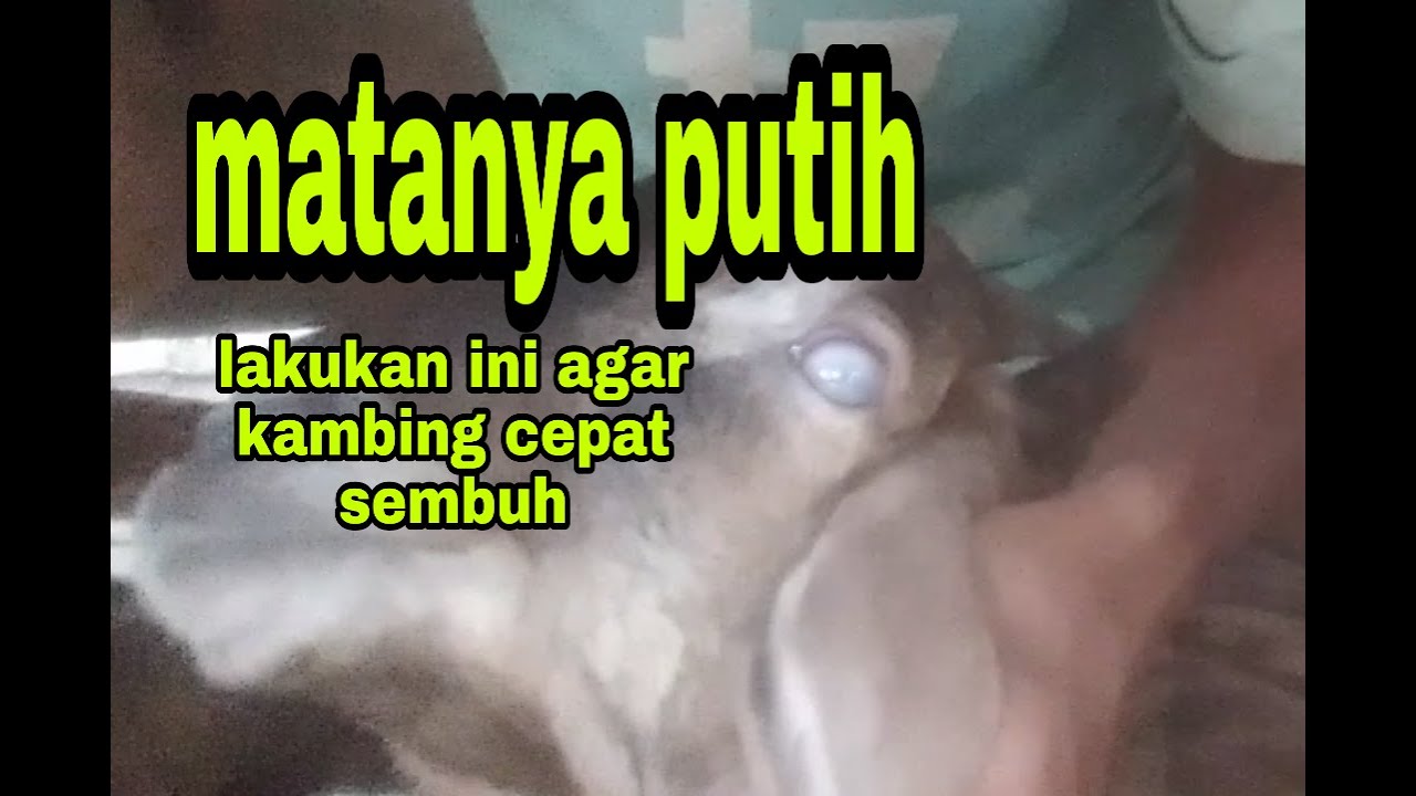 mengobati-sakit-mata-pada-kambing-youtube