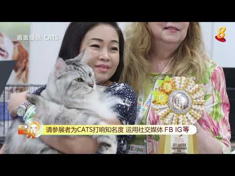 晨光|晨心诚意：以动物为媒介 猫咪辅助疗法抚慰病患心灵