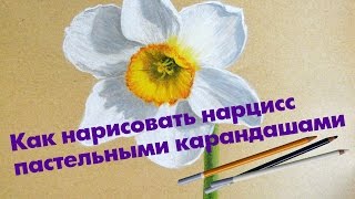 Мастер-класс по рисованию нарцисса пастельными карандашами