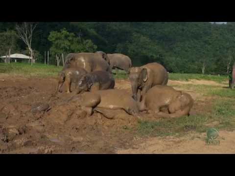 Baby elephant mud bath (Crazy mud fun)
