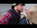 'Humane' Sheep Slaughter Demonstration Proves the Lie of 'Humane' Slaughter