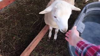 Humane Sheep Slaughter Demonstration Proves The Lie Of Humane Slaughter