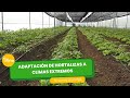 Adaptación de hortalizas a climas extremos- TvAgro por Juan Gonzalo Angel Restrepo