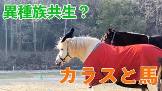 【馬とカラス】毛をむしられても平気？【馬の反応】 by げんき牧場チャンネル 796 views 2 months ago 8 minutes, 12 seconds