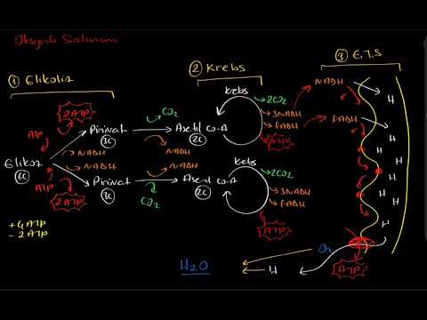 Video: Asetil CoA oluşumunda kaç ATP üretilir?