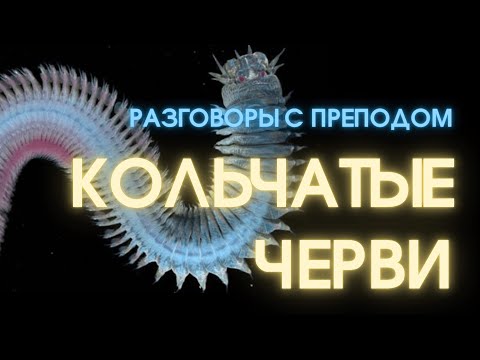 Интересные факты о кольчатых червях