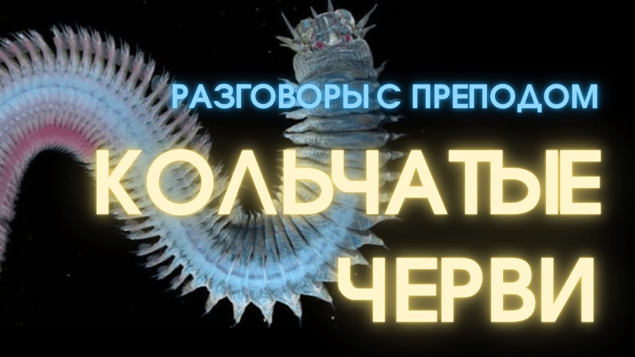 Интересные факты о кольчатых червях