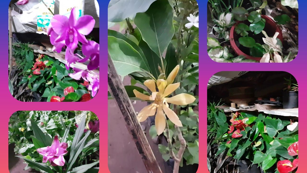 Visit To A Nearby Nursery You Visit To A Nearby Nursery