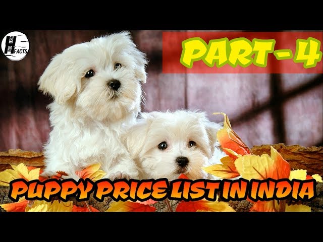 maltese dog price in rupees