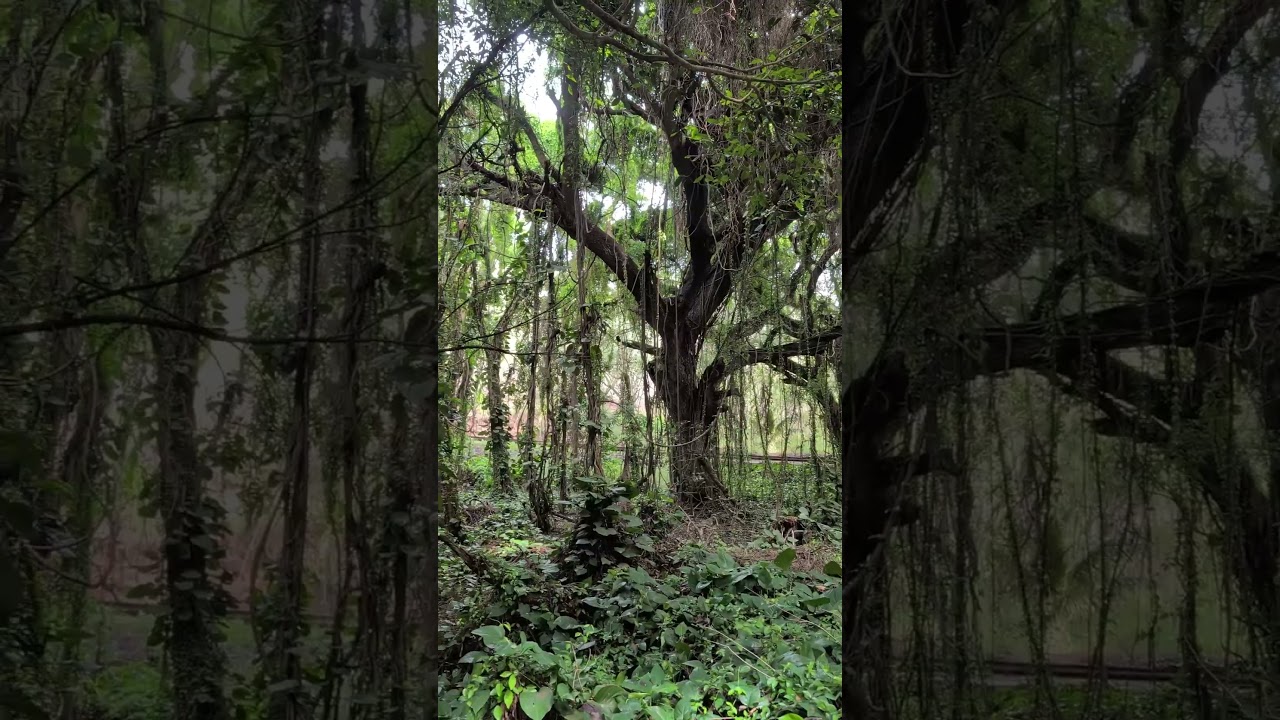 Magical Enchanted Forest, Kapalua, Maui