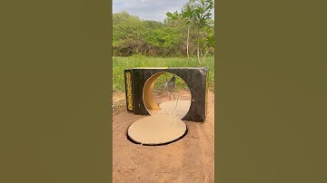 DIY Bird Trap Using Cardboard Box - Quick Bird Trap #youtubeshorts