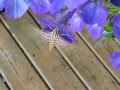 Hummingbird Moth