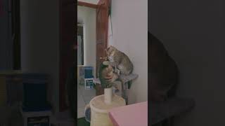 Cat Slapping Another Repeatedly