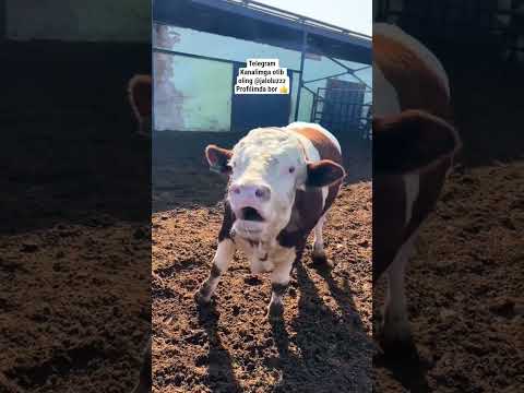 Telegram Otib Olilar Jaloluzzz Geremfort Anggus Avlikol Cow Animals