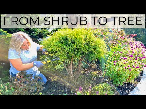 Video: Golden Mop Cypress Bush - Coltivazione di mop dorati in giardino