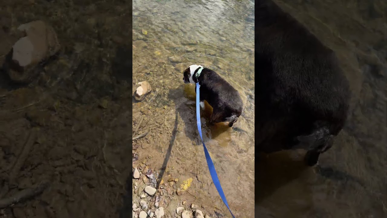 Out Taking Mr. Otis on a Walk by the Lake