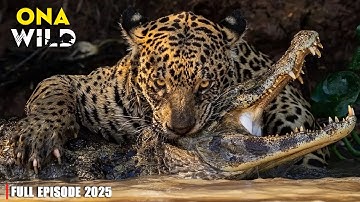 Wild Amazon: The Battle for Survival in Harsh Wilderness - #Animaldocumentary | Wildlife documentary