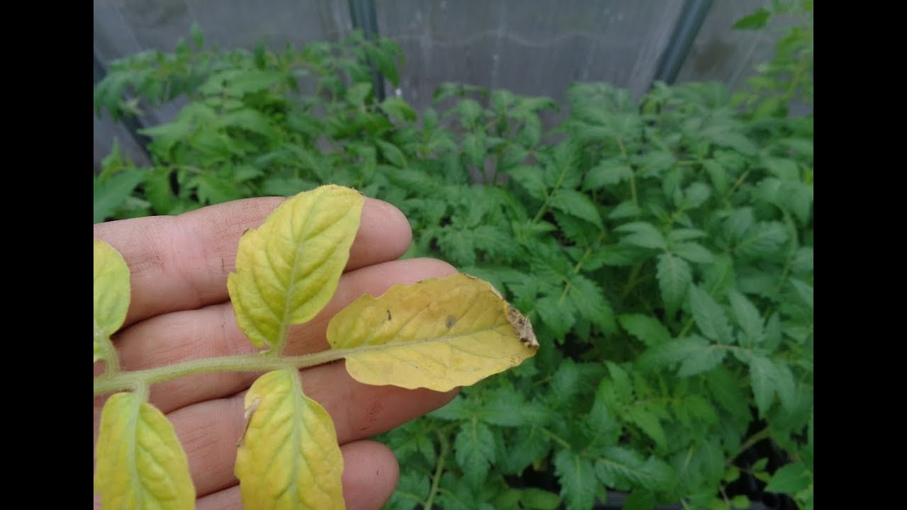 На листьях рассады томатов появились пятна – белые, желтые, черные,прозрачные, фото, что делать