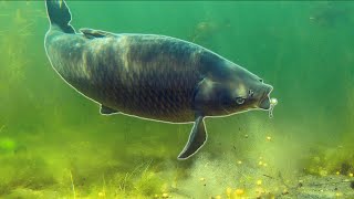 Extreme Underwater Carp Fishing!