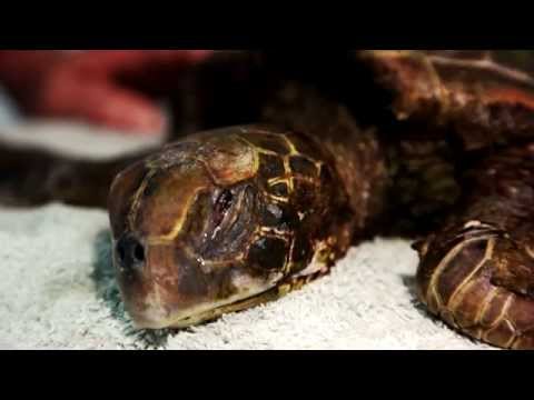 Have you ever seen a Turtle Cry ?