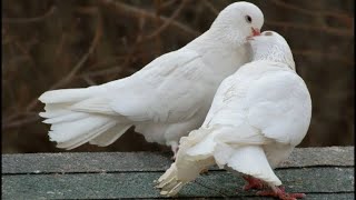 Любовь и голуби 🕊 голубятник моего свекра, уже много лет он держит голубей.