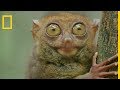 Le tarsier des philippines est le plus petit primate au monde