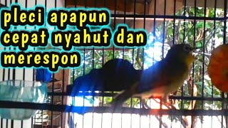 JENIS PLECI apapun cepat nyahut dan merespon dengan suara pleci ngalas ini