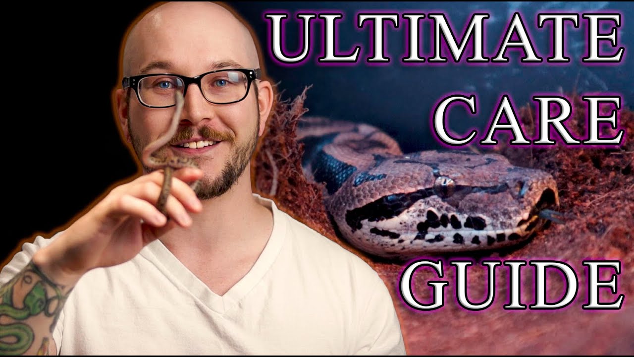 The Ultimate Snake Care Guide | How To Care For Your Pet Snake From