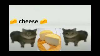 This Is A 🧀 Cheese 🧀