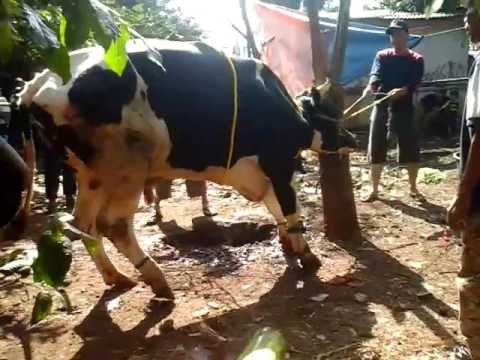 Sapi dipotong ngamuk - YouTube