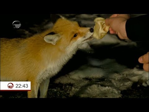 მელია, რომელიც ჩარგალში ტყიდან ყოველ საღამოს ჩამოდის და ხინკლით ვახშმობს